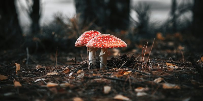 毒蘑菇测试导航平台数据看板截图风插画，展示收录入口数量、更新频率、用户访问量等核心运营数据，橙棕色调，界面简洁清晰