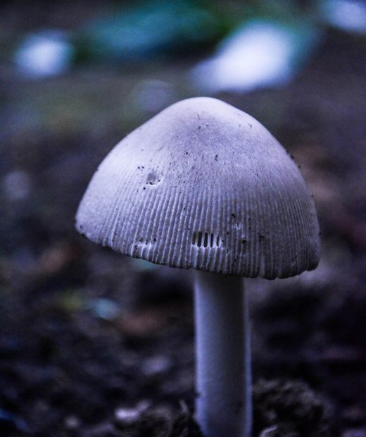 毒蘑菇测试导航编辑团队工作场景，成员围坐在暖色调办公室内讨论内容收录标准，桌上摆放着数据报表与笔记本，专注而务实的工作氛围